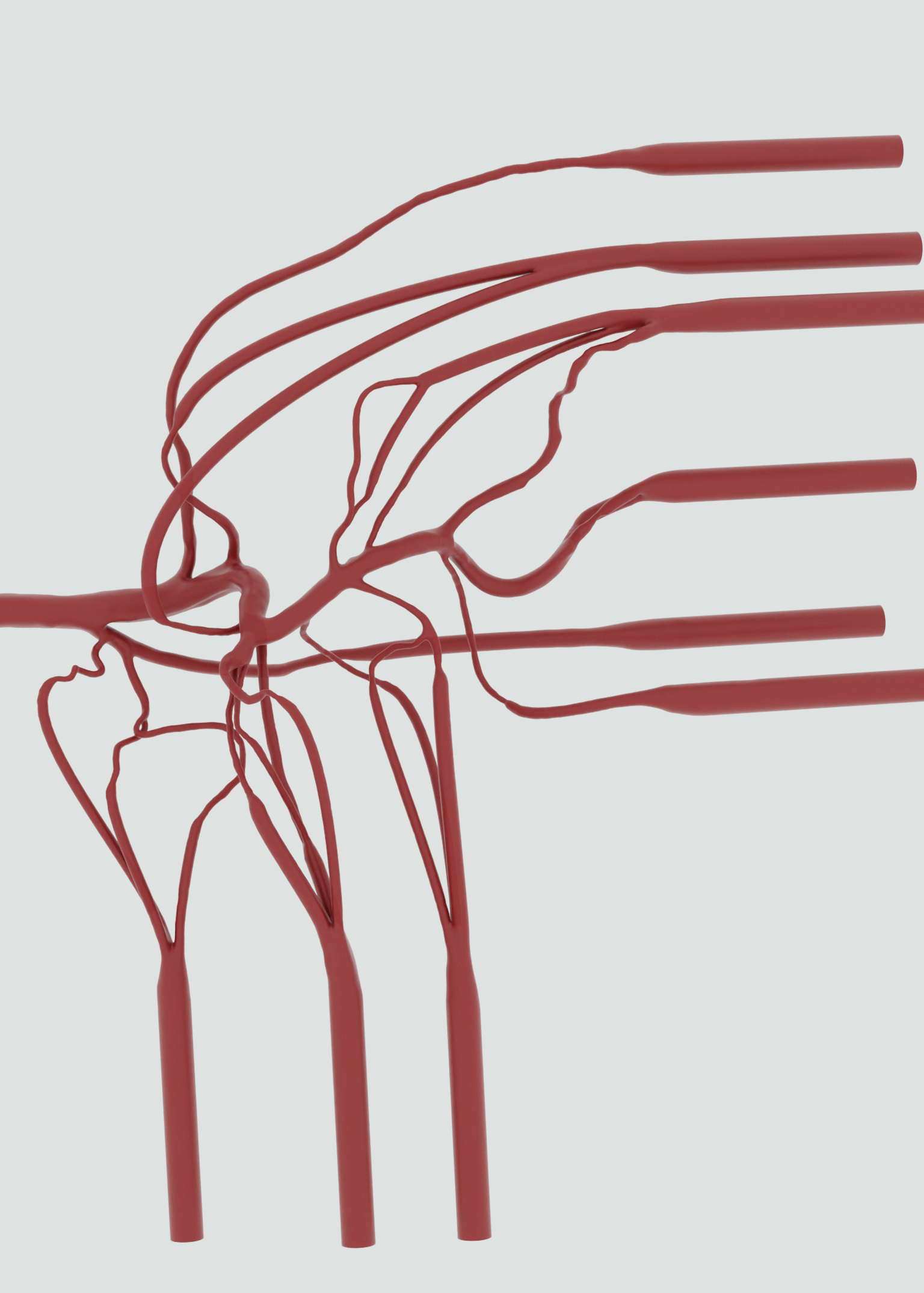 Porcine Cranial Vasculature
