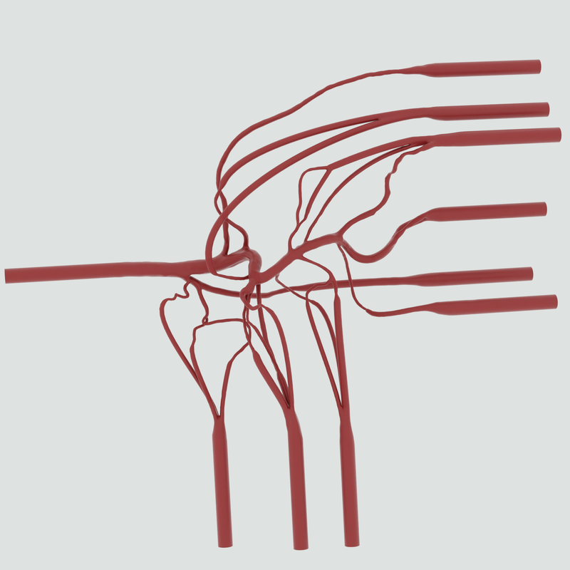 Image of Porcine Cranial Vasculature