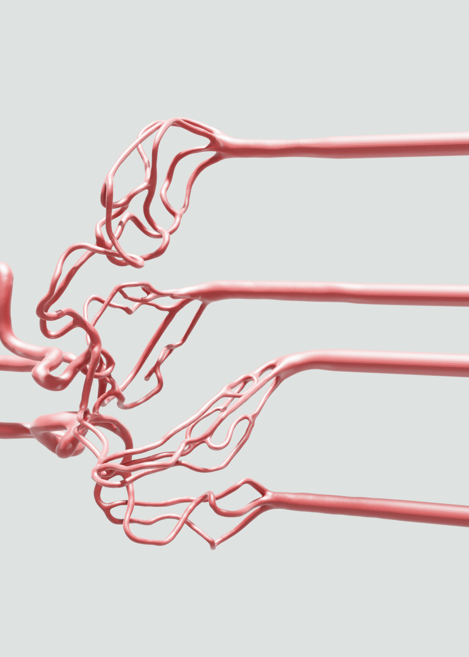 Complete Cerebral Vasculature
