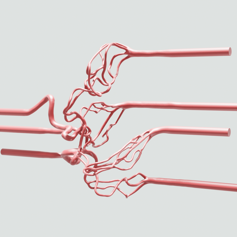 Image of Complete Cerebral Vasculature