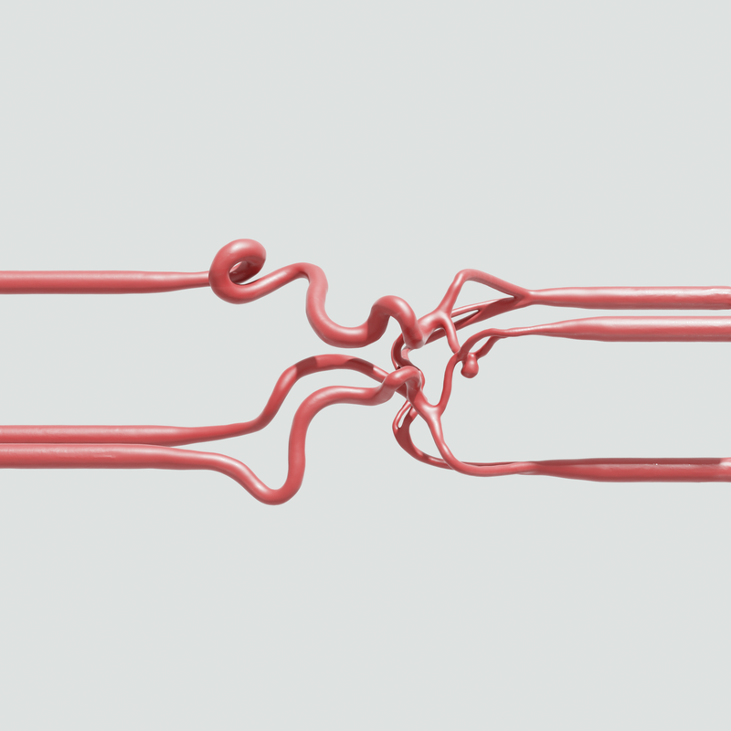 Image of Anterior Communicating Artery 360