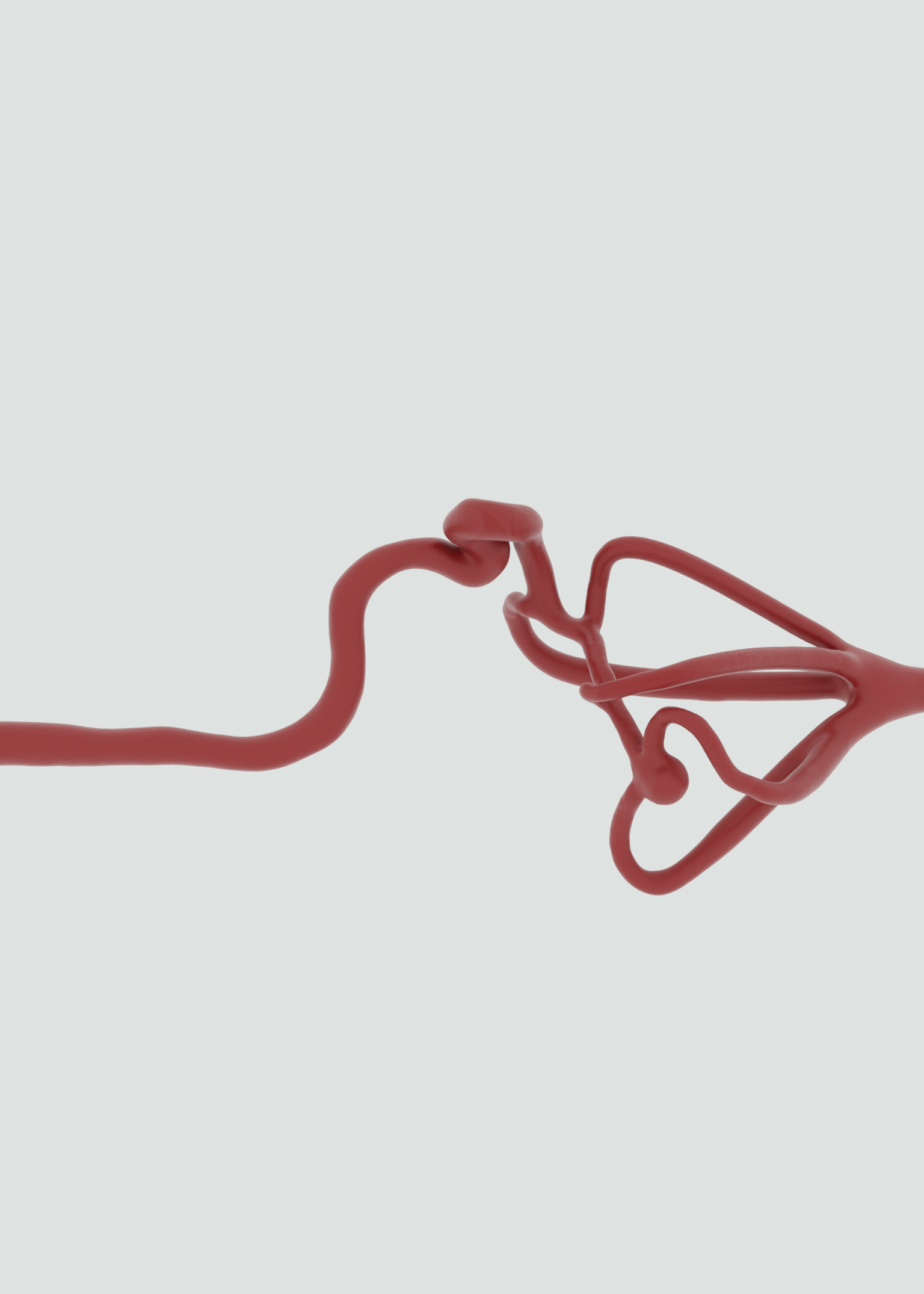 Middle Cerebral Artery M2